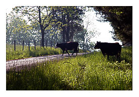 German Valley WV Cows in the avenue.