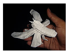 Flying Cicada