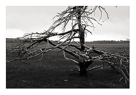 Big Meadow, Skyline Oblige (3)
