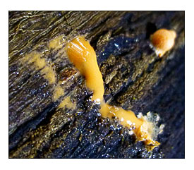 Mold. I Think This Example Might Be A Pigskin Puffball Scleroderma
