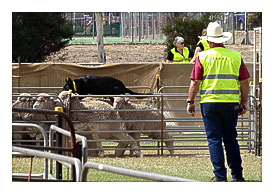 Dog on top. Karoonda. Working sheep dog competitions at Karoonda Smallholding Fair.