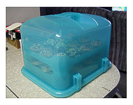 Cupcake Courier My New Cupcake Courier Loaded Up With Hall