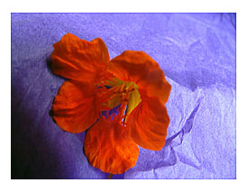 Nasturtium