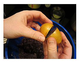 Easter Cake Pops Baby Shower Cake Pop Ideas Easter Cake Pops Cake Pop