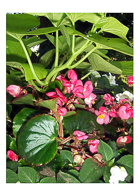 Accommodating Potato Vine, Fibrous Begonias, Impatiens