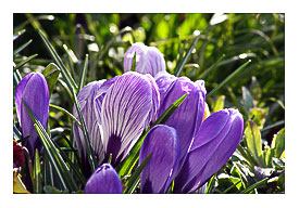 Frost Tipped Crocus