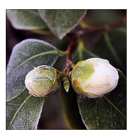 Frost tipped camelia