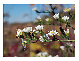Frost Aster, Derive from Green Preserve