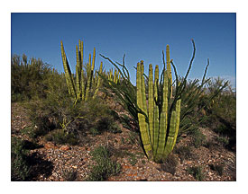 Component Pipe Cactus National Monument, North Puerto Blanco Scenic Drive (47)