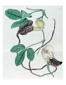 Aristolochia macroura Desire Tail Dutchman's Pipe Flower tips can grow over 1 foot long circa 1831