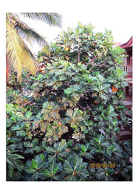 Wonderful tree