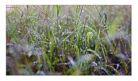 Dew IMG_7696