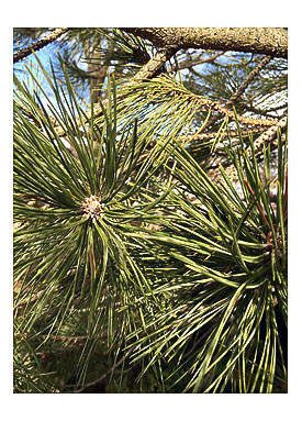 pinus nigra IMG_4974