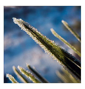 Ice Crystals on Pine Needle Tip