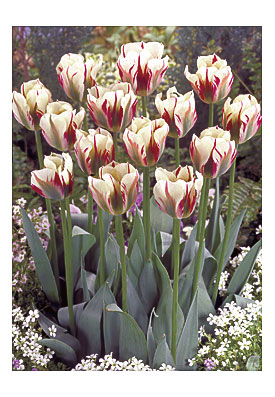Green Tulips The Hippest Pics