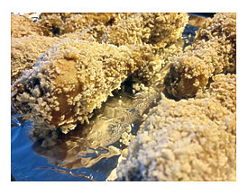 Transfer Your Baking Sheet To The Oven And Place It On The Middle