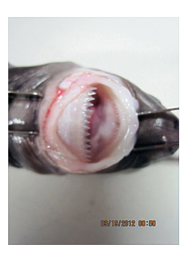 Cookie Cutter Shark Mouth