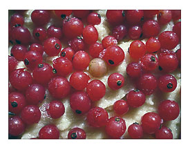Finnish Redcurrant Cake
