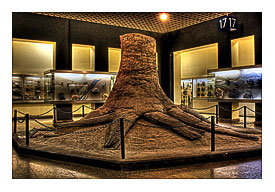 Bochum Deutsches Bergbau Museum Steinkern 01