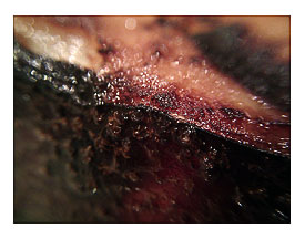 Grilled husk Miso cured Kingfish and macro lens