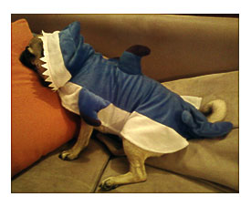 Shark Week Sweets Love Your Day