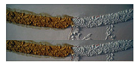 Silicone Molds Are Taken Of The 16' High Ceilings Molded Plaster